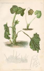 Hollyhock Anthracnose