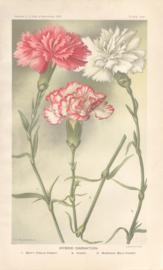 Hybrid Carnation Hybrid Carnation