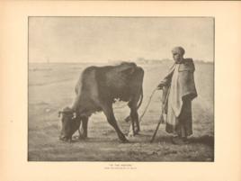 In The Pasture