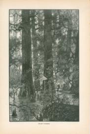 Swamp Cypresses