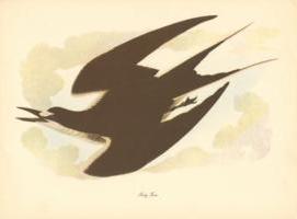 Looty Tern Looty Tern