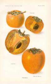Persimmons Persimmons