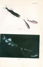Luminous Surface Fish Inj Daylight And Darkness Luminous Surface Fish Inj Daylight And Darkness