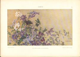 Clematis Clematis