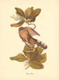 Mangove Cuckoo Mangove Cuckoo