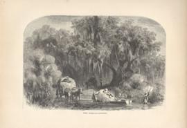 Mississippi Louisiana The Moss Gatherers Mississippi Louisiana The Moss Gatherers