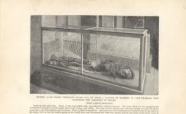 Mummy Over Three Thousand Year Old Of Sethi I Father Of Ramesis Ii The Pharaoh Who Oppressed The Chi Mummy Over Three Thousand Year Old Of Sethi I Father Of Ramesis Ii The Pharaoh Who Oppressed The Chi