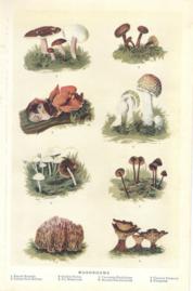 Mushrooms Mushrooms