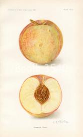 Champian Peach Champian Peach