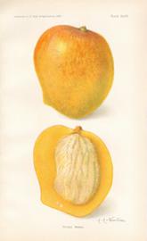 Peters Mango Peters Mango