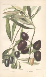 Olives Olives
