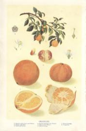 Oranges Oranges