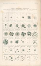 Original Microscopic Researches In Food Fats