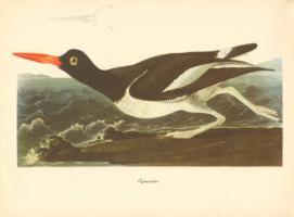 Oystercatcher Oystercatcher