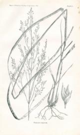 Panicum Virgatum