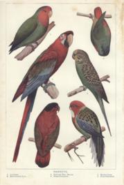 Parrots Parrots