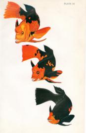 Parti Colored Bumpheads Parti Colored Bumpheads