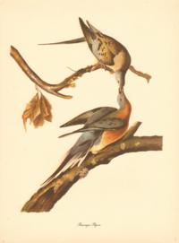 Passenger Pigeon Passenger Pigeon