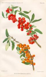Buffalo Berry Buffalo Berry