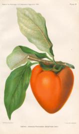 Costata - Japanese Persimmon Costata - Japanese Persimmon