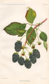 Eldorado Blackberry