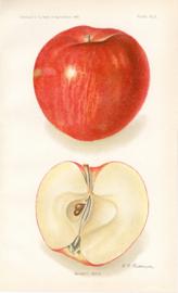 Bennett Apple Bennett Apple