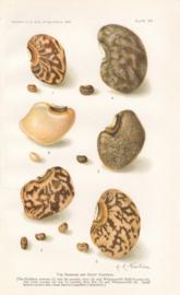 Cowpeas Cowpeas