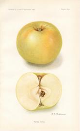 Patten Apple Patten Apple