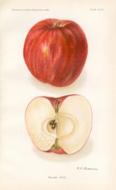 Williams Apple Williams Apple