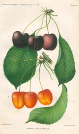 Bing Cherry and Napoleon Cherry