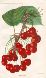 Mercer Cherry Mercer Cherry