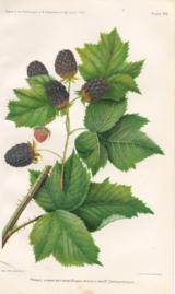 Primus - Hybrid Between Rubus Ursinus and R Crataegifolius Primus - Hybrid Between Rubus Ursinus and R Crataegifolius