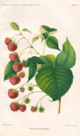 Royal Church Raspberry Royal Church Raspberry