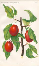 Sophie Plum Sophie Plum