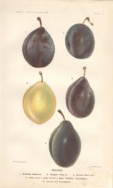 Prunes Prunes