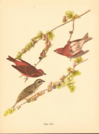 Purple Finch Purple Finch