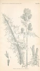 Trifolium Stoloniferum
