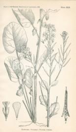 Celandine Celandine