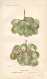 Raisin Grapes Raisin Grapes