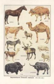 Representative Domestic Animals Representative Domestic Animals