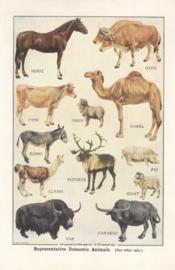 Representative Domestic Animals