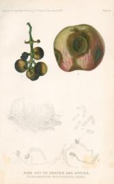 Ripe Rot Of Grapes And Apples Ripe Rot Of Grapes And Apples