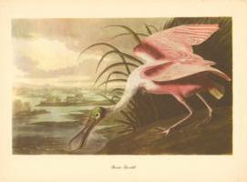 Roseate Spoonbill