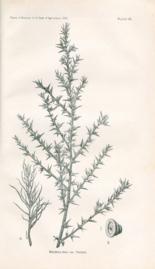 Salsola Kali Salsola Kali