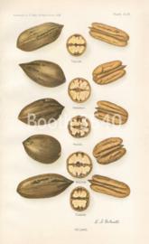 Pecans