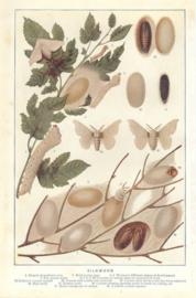 Sildworm Sildworm