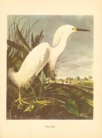 Snowy Egret Snowy Egret