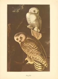Snowy Owl Snowy Owl