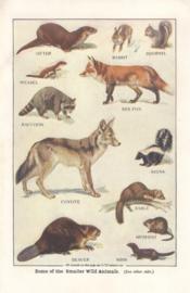 Some of the smaller wild animals Some of the smaller wild animals