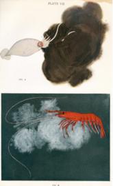 Squid Throwing Out A Defensive Smoke Screen Of Sepia Ink And Deep Sea Prawn Emitting A Luminous Defe Squid Throwing Out A Defensive Smoke Screen Of Sepia Ink And Deep Sea Prawn Emitting A Luminous Defe